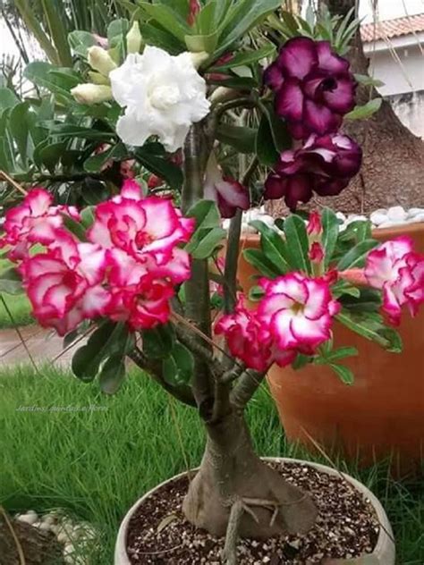 Adenium Obesum Vs Arabicum What S The Difference Artofit