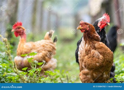 Chicken Feeding On Traditional Rural Barnyard Hens On Barn Yard In Eco