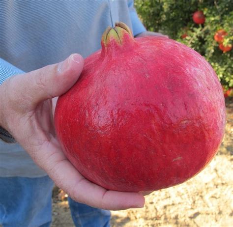 Giant Pomegranate Non Gmo Heirloom Rare 10 Seeds