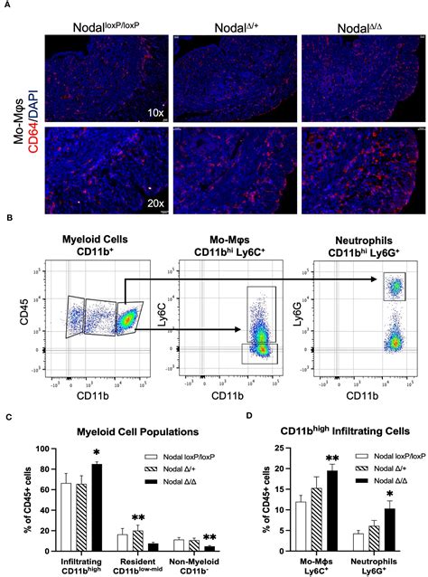 Frontiers Uterine Nodal Expression Supports Maternal Immunotolerance