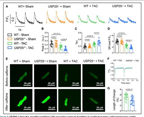 Figure From Usp Ameliorates Pathological Cardiac Hypertrophy By