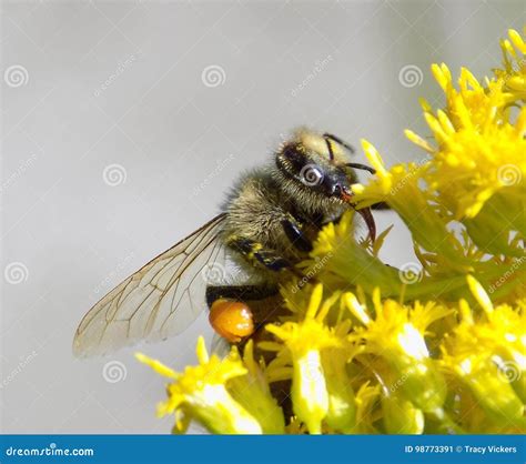 Close Up of a Honey Bee with Pollen Basket Stock Image - Image of insects, nectar: 98773391