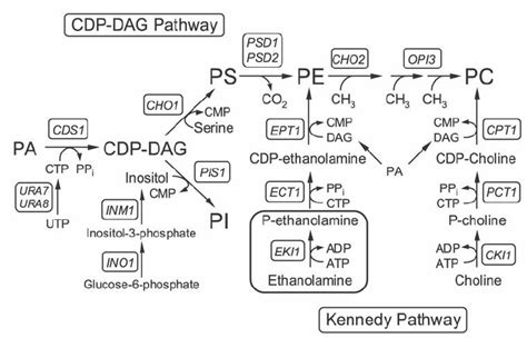 Phospholipid Synthesis In S Cerevisiae Download Scientific Diagram