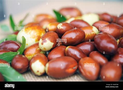 Jujube Jujuba Red Date Chinese Date Korean Date Indian Date Stock