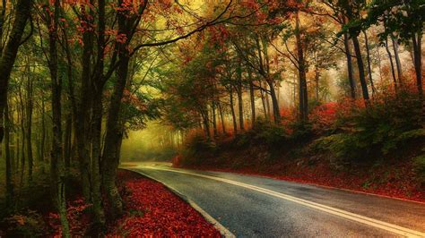 Luz De Sol Rboles Paisaje Bosque Oto O Hojas Naturaleza La Carretera