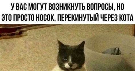 Кот носок из тик тока - 97 фото