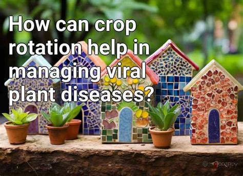 How Can Crop Rotation Help In Managing Viral Plant Diseases Gardening Gov Capital