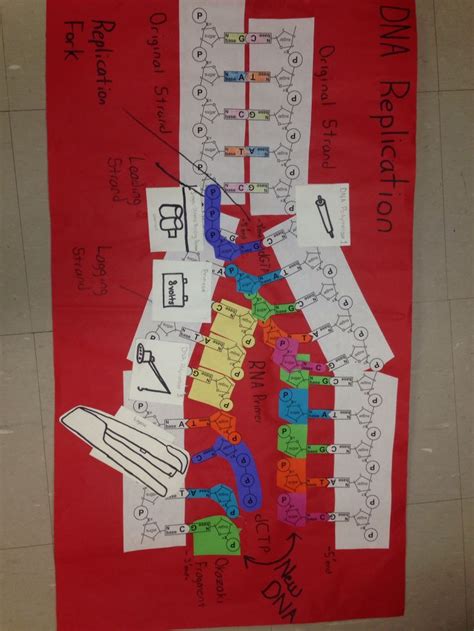 DNA Replication | Teaching biology, Biology interactive notebook, Lab ...