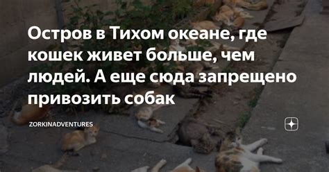 Остров в Тихом океане, где кошек живет больше, чем людей. А еще сюда ...
