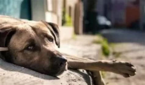 México DÍa Del Perro Callejero Se Conmemora El 27 De Julio