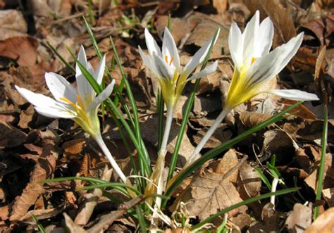 Crocus Chrysanthus Snow Bunting North American Rock Garden Society