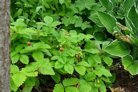 Erfahren Sie Hier Alles über Erdbeeren Pflanzen Pflegen Und Ernten