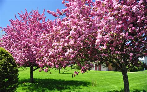 Fondos De Pantalla Primavera Floración De árboles Césped Naturaleza Descargar Imagenes