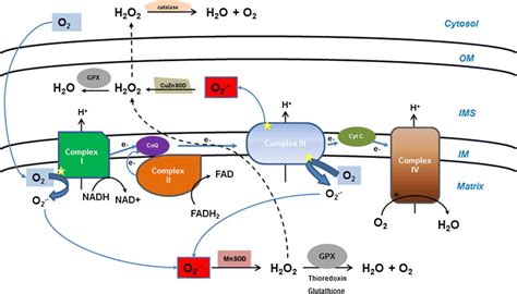 Elevated Oxygen Triggers Intracellular Ros Accumulation The