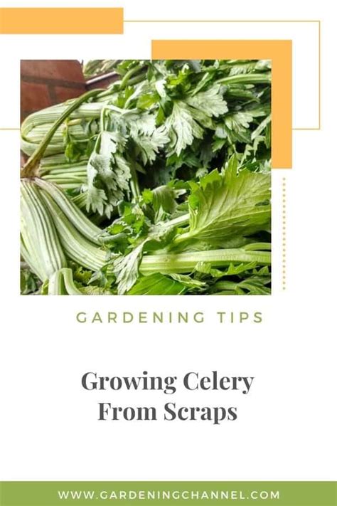 How Do You Regrow Celery From Scraps Gardening Channel