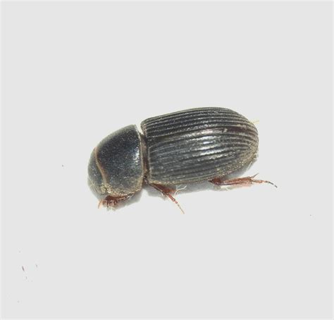 Small Dung Beetles From Walligan Qld Australia On January