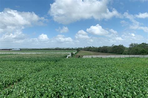 The Blessed Tobacco Land of Cuba – EGM Cigars