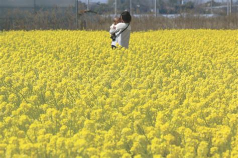 一面に広がる春の黄色いじゅうたん山陽小野田「花の海」 山口新聞 電子版