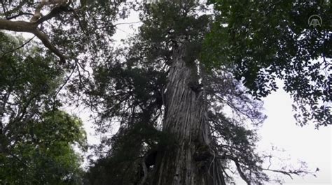 The World S Oldest Trees Year Old El Alerce Abuelo