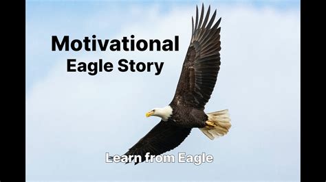 Motivational Eagle Story Youtube