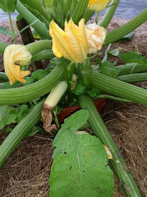 Zucchini Squash Diseases Common Diseases Of Zucchini Plants Imp World