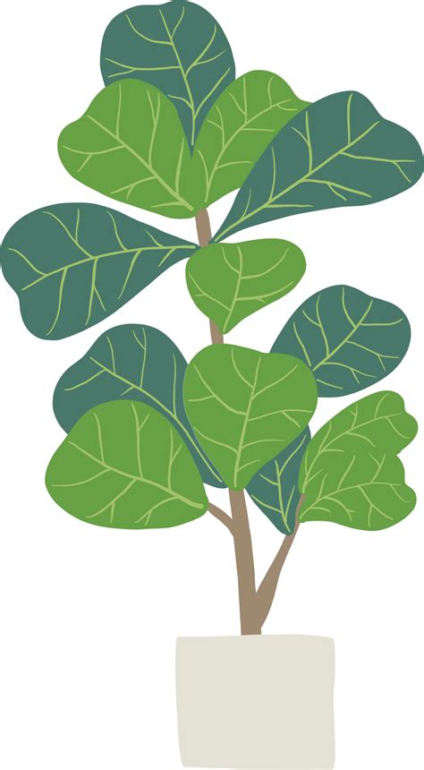 freehand sketch drawing of fiddle leaf fig tree. 11793465 PNG