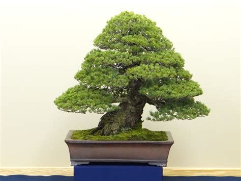 Pine Bonsai, Bonsai Trees, Bonsai Garden, Herbs, Plants, Apprentice ...