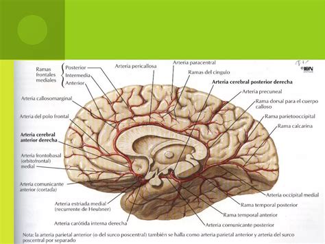 Vascularizaci N Del Sistema Nervioso Ppt Descarga Gratuita