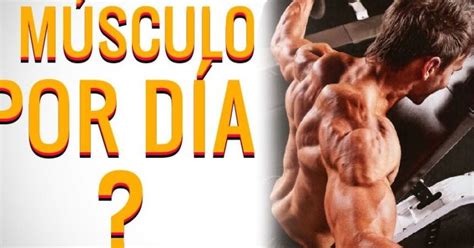 Beneficios De Entrenar Un M Sculo Por D A Maximiza Tus Resultados