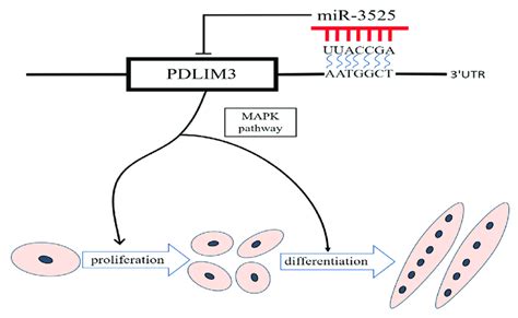 Gga Mir 3525 Mediated Chicken Skeletal Muscle Satellite Cell Regulatory