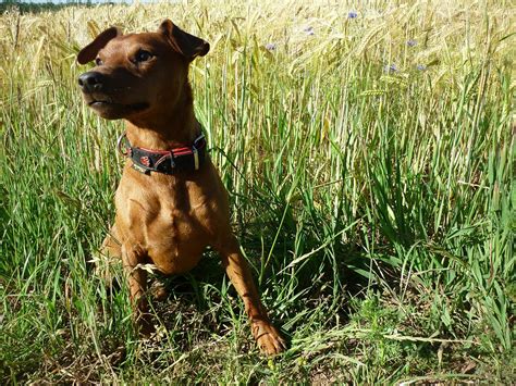 Pinscher Miniatura Perro Pet Foto Gratis En Pixabay Pixabay