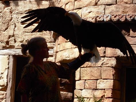 The Majestic Eagle In A Beautiful Aviary Trainers Display