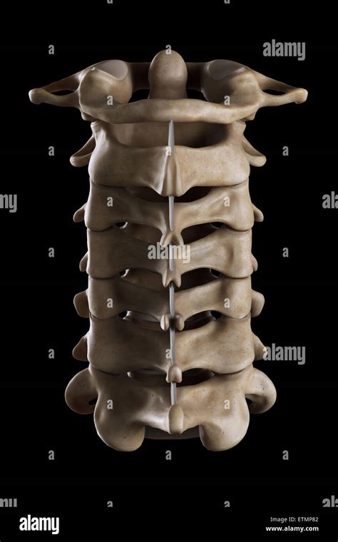 Vertebras cervicales anatomia fotografías e imágenes de alta resolución