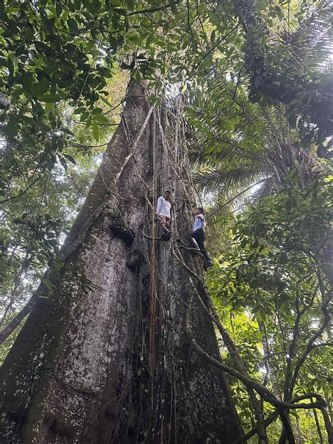 Ayahuasca Retreats With Peru Jungle Adventures Peru Jungle Adventures