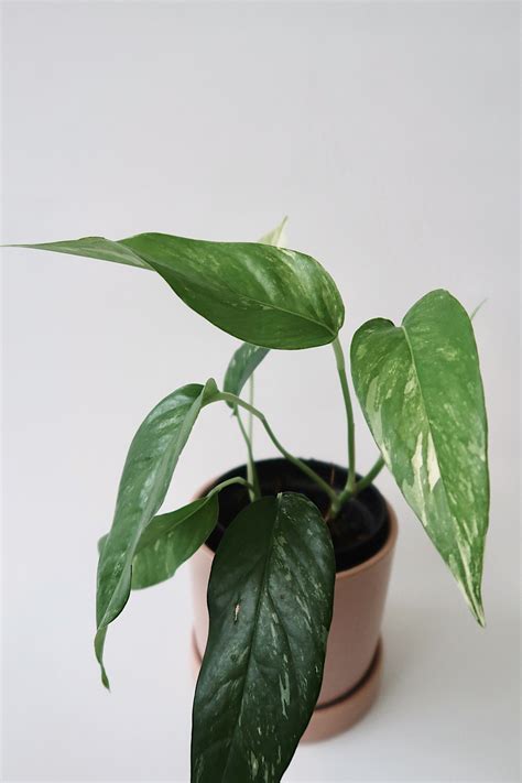 Variegated Epipremnum Pinnatum Foliage Vine