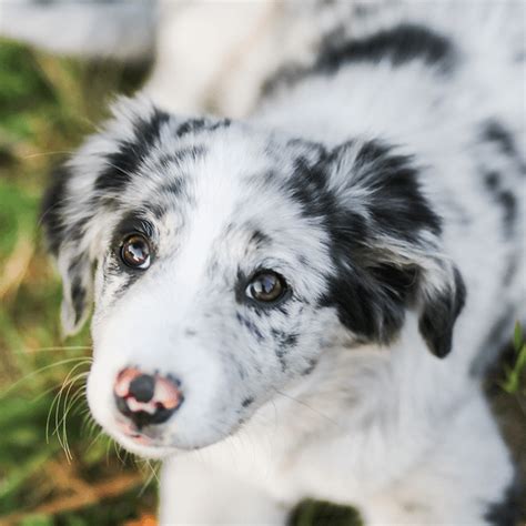 Adopcja Psa Ze Schroniska Jak Wygl Da Czy Kosztuje Adopcja Psa