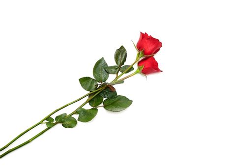 Premium Photo Two Red Rose On White Background