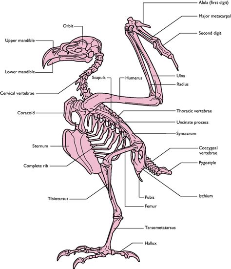 Bird Muscle Diagram