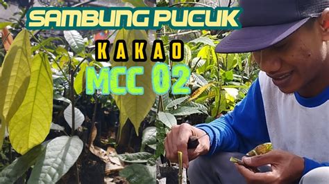 Cara Sambung Pucuk Kakao Mcc Bersama Ahlinya Youtube