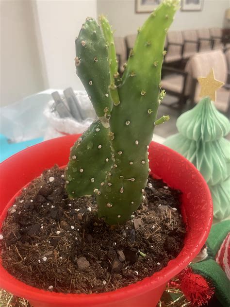 Cactus ID : r/PlantIdentification