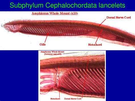 Ppt Chapter 34 Phylum Hemichordata Acorn Worms Powerpoint Presentation Id 6199594