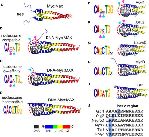 Pioneer Transcription Factors Target Partial Dna Motifs On Nucleosomes