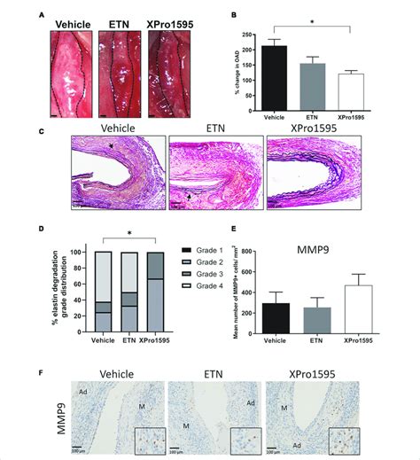 Selective Inhibition Of Soltnf Prevents Expansion In Ppe Induced Aaa