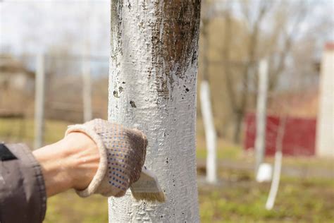 Why Are Trees Painted White Whitewashing And Limewashing Wood