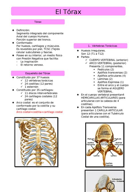 Anatom A Del T Rax Huesos Costillas Y Arco Costal Apuntes De