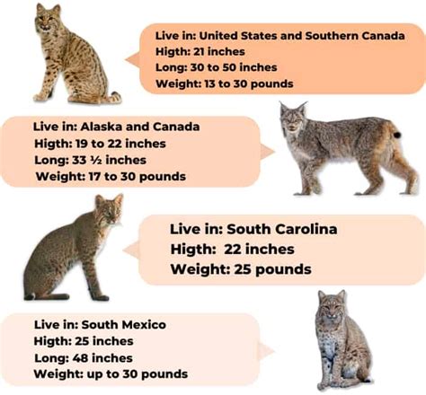 Bobcat Size Comparison How Big Are Bobcats