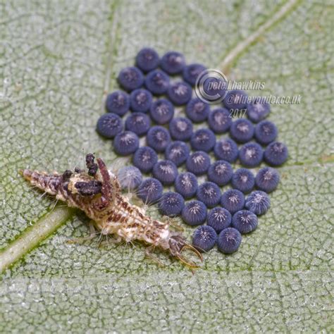 Img7935 Brown Lacewing Larvae And Moth Eggs Brown Lacewin Flickr