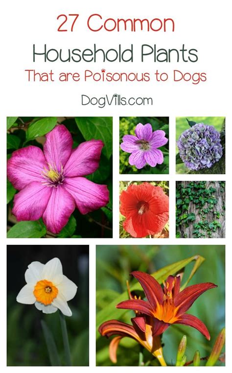 27 Poisonous Plants For Dogs The Common Dangers Poisonous Plants