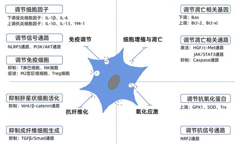 干细胞衍生的外泌体在肝脏疾病治疗中的作用