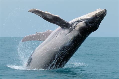 Humpback whale — Australian Antarctic Program